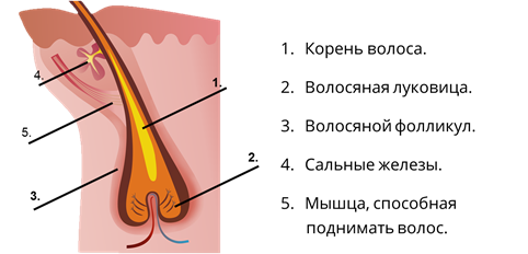 Содержит волосяные фолликулы. Строение волоса фолликул луковица. Строение волоса и волосяного фолликула. Строение волосяного фолликула схема. Волосяной фолликул и луковица.