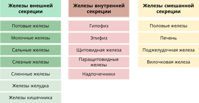 Что относят к железам внешней секреции