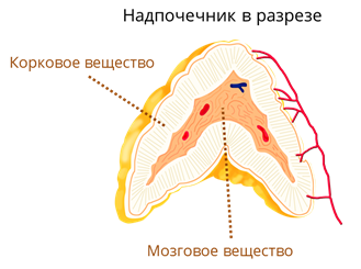 Что относят к железам внешней секреции