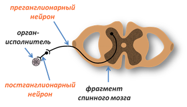 Преганглионарные симпатические нейроны. Преганглионарный Нейрон симпатической. Преганнлмонарнве Нейроны. Предгаглиолярный Нейрон. Постганглионарные Нейроны.
