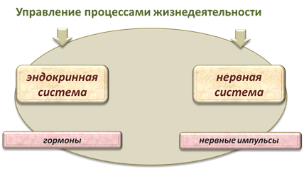 В чем выражается нейрогуморальная регуляция процессов жизнедеятельности человека 8 класс биология. image001. В чем выражается нейрогуморальная регуляция процессов жизнедеятельности человека 8 класс биология фото. В чем выражается нейрогуморальная регуляция процессов жизнедеятельности человека 8 класс биология-image001. картинка В чем выражается нейрогуморальная регуляция процессов жизнедеятельности человека 8 класс биология. картинка image001.