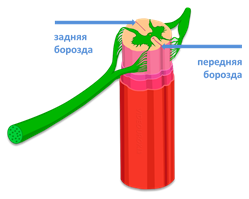 строение нервной системы спинной мозг 8 класс. Смотреть фото строение нервной системы спинной мозг 8 класс. Смотреть картинку строение нервной системы спинной мозг 8 класс. Картинка про строение нервной системы спинной мозг 8 класс. Фото строение нервной системы спинной мозг 8 класс
