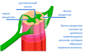 строение нервной системы спинной мозг 8 класс. Смотреть фото строение нервной системы спинной мозг 8 класс. Смотреть картинку строение нервной системы спинной мозг 8 класс. Картинка про строение нервной системы спинной мозг 8 класс. Фото строение нервной системы спинной мозг 8 класс