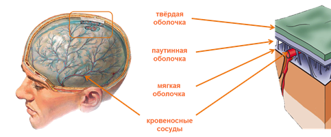 строение головного мозга видеоурок. Смотреть фото строение головного мозга видеоурок. Смотреть картинку строение головного мозга видеоурок. Картинка про строение головного мозга видеоурок. Фото строение головного мозга видеоурок