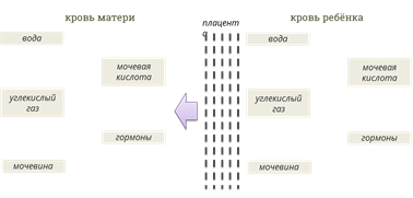 Внутриутробное развитие и рождение ребенка конспект урока