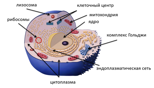 Строение и химический состав клетки. Строение клетки химический состав клетки. Клетка строение химический состав и жизнедеятельность. Химический состав клеточных структур. Клетка, строение и функции. Химический состав клетки.