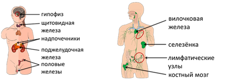 Лимфатические узлы поджелудочной железы. Селезеночные лимфоузлы. Железы неврального происхождения. Нервно гуморальная регуляция функций органов кровообращения.