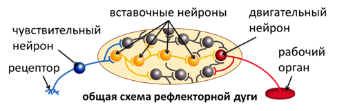 Чувствительные вставочные нейроны
