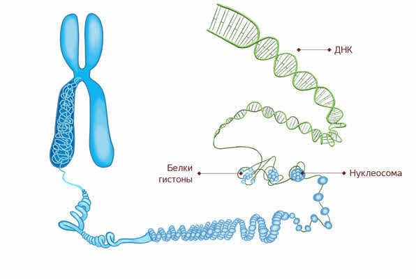 Молекулы днк находится в хромосомах. ДНК И гистоновые белки. Строение хромосомы гистоны. Строение хромосомы рисунок гистоны. Строение ДНК С гистонами.