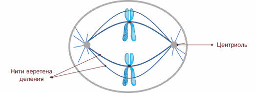 Веретено деления рисунок. Строение веретена деления клетки. Веретено деления строение. Клеточный центр и нити веретена деления. Веретено деления строение и функции.