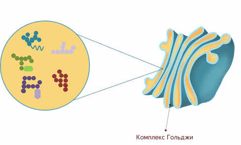 Докажите что особенности строения эпс связаны с ее функциями 9 класс биология. Смотреть фото Докажите что особенности строения эпс связаны с ее функциями 9 класс биология. Смотреть картинку Докажите что особенности строения эпс связаны с ее функциями 9 класс биология. Картинка про Докажите что особенности строения эпс связаны с ее функциями 9 класс биология. Фото Докажите что особенности строения эпс связаны с ее функциями 9 класс биология