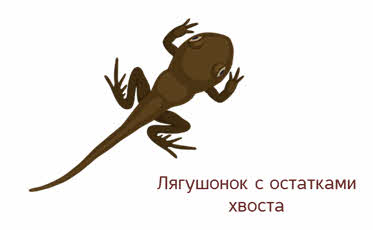 Докажите что особенности строения эпс связаны с ее функциями 9 класс биология. Смотреть фото Докажите что особенности строения эпс связаны с ее функциями 9 класс биология. Смотреть картинку Докажите что особенности строения эпс связаны с ее функциями 9 класс биология. Картинка про Докажите что особенности строения эпс связаны с ее функциями 9 класс биология. Фото Докажите что особенности строения эпс связаны с ее функциями 9 класс биология