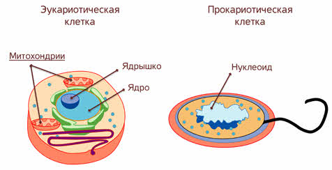 Движение клетки