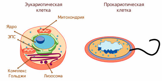 Бактерии эукариотические организмы. Прокариоты и эукариоты схема. Клетки прокариот и эукариот. Прокариоты и эукариоты. Строение прокариот и эукариот.