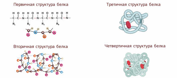 Укажи рисунок на котором представлена третичная структура белка