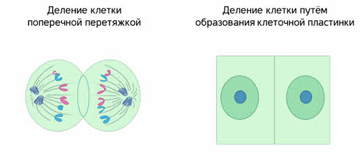что такое митоз деление всех клеток деление. Смотреть фото что такое митоз деление всех клеток деление. Смотреть картинку что такое митоз деление всех клеток деление. Картинка про что такое митоз деление всех клеток деление. Фото что такое митоз деление всех клеток деление