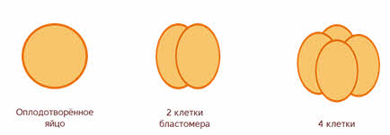 Что значит наружное оплодотворение. Смотреть фото Что значит наружное оплодотворение. Смотреть картинку Что значит наружное оплодотворение. Картинка про Что значит наружное оплодотворение. Фото Что значит наружное оплодотворение