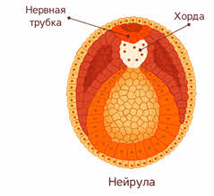 Что значит наружное оплодотворение. Смотреть фото Что значит наружное оплодотворение. Смотреть картинку Что значит наружное оплодотворение. Картинка про Что значит наружное оплодотворение. Фото Что значит наружное оплодотворение