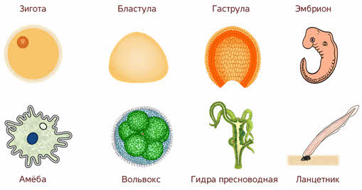 Зигота процесс