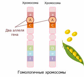 Группа генов расположенных в одной хромосоме. Аллельные гены локусы хромосом. Гены в хромосоме расположены линейно. Гены в хромосомах располагаются линейно. Расположение аллельных генов в хромосомах.