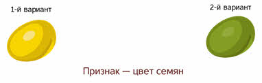 На что были направлены эксперименты г менделя. Смотреть фото На что были направлены эксперименты г менделя. Смотреть картинку На что были направлены эксперименты г менделя. Картинка про На что были направлены эксперименты г менделя. Фото На что были направлены эксперименты г менделя