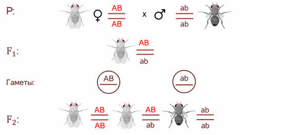 Схема скрещивания дрозофил