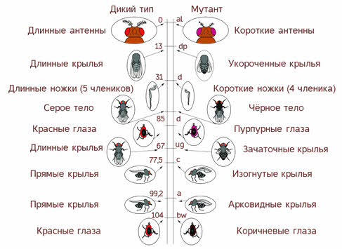 Сцепленные признаки у дрозофилы