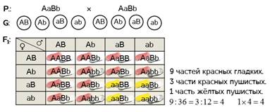 Укажите дигетерозиготный генотип. Генетические задачи. Дигетерозигота задачи. AABB X AABB скрещивание. AABB это дигомозигота.