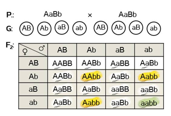 Укажите дигетерозиготный генотип. AABB AABB генотип. AABB AABB скрещивание. Дигетерозиготный генотип. AABB это дигомозигота.