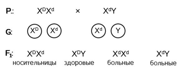 ген куриной слепоты сцеплен с полом