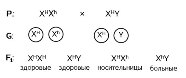 Ген куриной слепоты. Наследование дальтонизма и гемофилии. Наследование сцепленное с полом гемофилия и дальтонизм. Наследование гемофилии и дальтонизма у человека. Схема наследования гемофилии и дальтонизма.