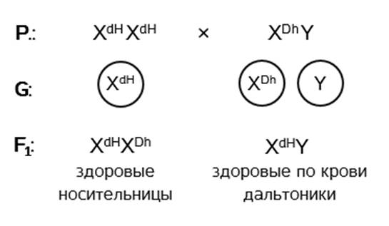 ген куриной слепоты сцеплен с полом