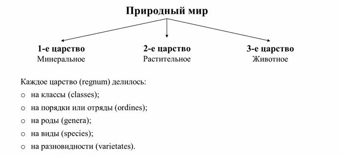 Что значит систематическое положение