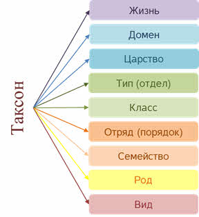 Что значит систематическое положение