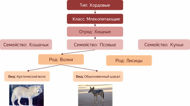 Лисица обыкновенная систематика империй