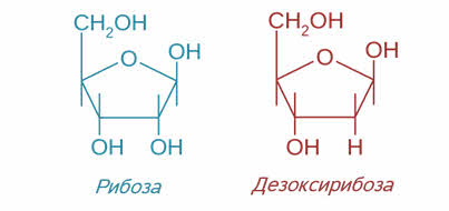 Сахар рибоза. Сахар дезоксирибоза. Молекула дезоксирибозы. Рибоза и дезоксирибоза различаются между собой. Рибоза и дезоксирибоза.