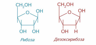 Рибоза входит в состав
