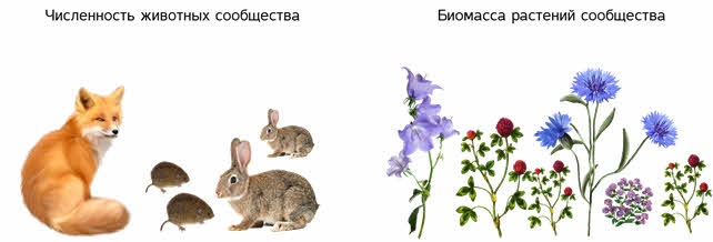 Что такое видовая структура сообщества. Смотреть фото Что такое видовая структура сообщества. Смотреть картинку Что такое видовая структура сообщества. Картинка про Что такое видовая структура сообщества. Фото Что такое видовая структура сообщества