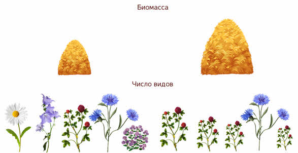 Что такое видовая структура сообщества. Смотреть фото Что такое видовая структура сообщества. Смотреть картинку Что такое видовая структура сообщества. Картинка про Что такое видовая структура сообщества. Фото Что такое видовая структура сообщества