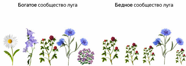 Что такое видовая структура сообщества. Смотреть фото Что такое видовая структура сообщества. Смотреть картинку Что такое видовая структура сообщества. Картинка про Что такое видовая структура сообщества. Фото Что такое видовая структура сообщества