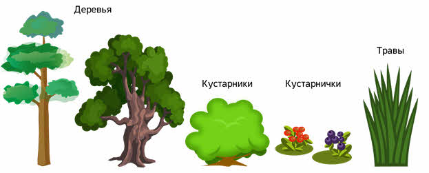 Что такое видовая структура сообщества. Смотреть фото Что такое видовая структура сообщества. Смотреть картинку Что такое видовая структура сообщества. Картинка про Что такое видовая структура сообщества. Фото Что такое видовая структура сообщества