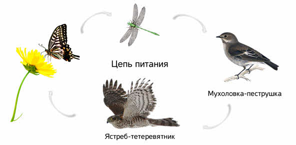 Что такое видовая структура сообщества. Смотреть фото Что такое видовая структура сообщества. Смотреть картинку Что такое видовая структура сообщества. Картинка про Что такое видовая структура сообщества. Фото Что такое видовая структура сообщества