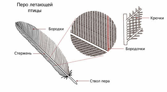 В чем заключается средообразующая деятельность организмов. image004. В чем заключается средообразующая деятельность организмов фото. В чем заключается средообразующая деятельность организмов-image004. картинка В чем заключается средообразующая деятельность организмов. картинка image004