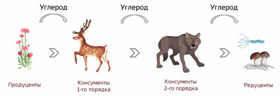 Доминирующий вид консумент продуцент детритофаг всеядное животное. Цепочка питания с продуцентами консументами и редуцентами. Цепь питания продуценты консументы редуценты. Цепочка питания консументы редуценты продуценты. Цепь питания продуценты консументы схемы.