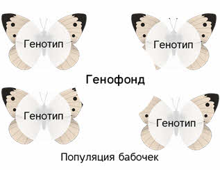 Генофонд это. Генофонд примеры в биологии. Генофонд это простыми словами. Трофим генофонд слушать.