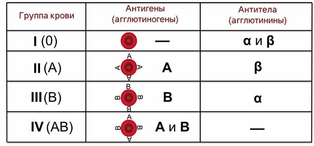 Распространенная группа крови в россии. Цвета групп крови. Редкая группа крови. Самая редкая группа крови у человека. 4 Группа крови самая редкая.