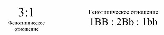 Что такое генетическое равновесие. Смотреть фото Что такое генетическое равновесие. Смотреть картинку Что такое генетическое равновесие. Картинка про Что такое генетическое равновесие. Фото Что такое генетическое равновесие