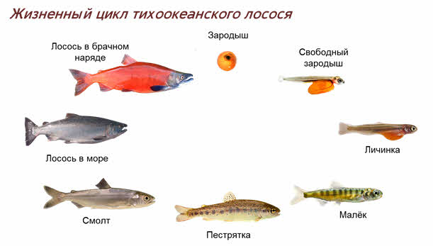 Рассмотрите рисунок на котором изображен жизненный цикл многоклеточного животного на примере рыбы