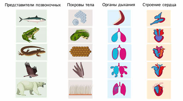 Филогенез кожных покровов