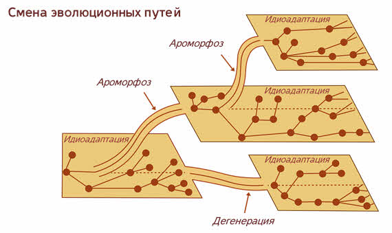 Таблица пути эволюции ароморфоз. Ароморфоз идиоадаптация дегенерация таблица. Пути эволюции ароморфоз идиоадаптация дегенерация. Основные направления эволюции ароморфоз идиоадаптация дегенерация. Ароморфоз идиоадаптация дегенерация примеры.